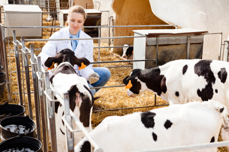 Débat sur l’Abattage Rituel et le Bien-être Animal en Belgique : Un Candidat Électoral Affirme sa Position